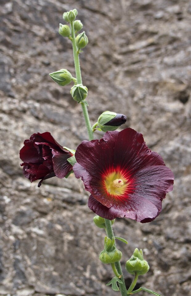 Botany nature