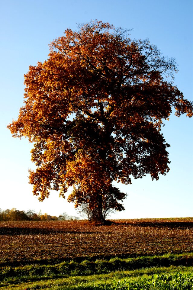 Tree oak landscape