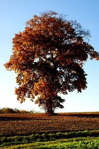 Tree oak landscape photo