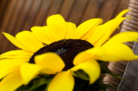 Nature plant yellow photo