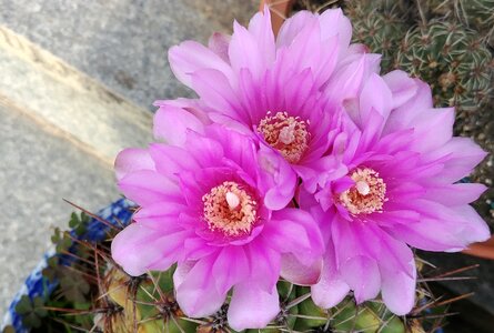 Beaver state cactus flower forest museum sejong city photo