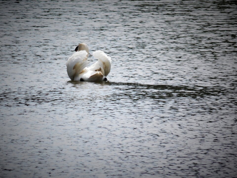 Animal nature lake