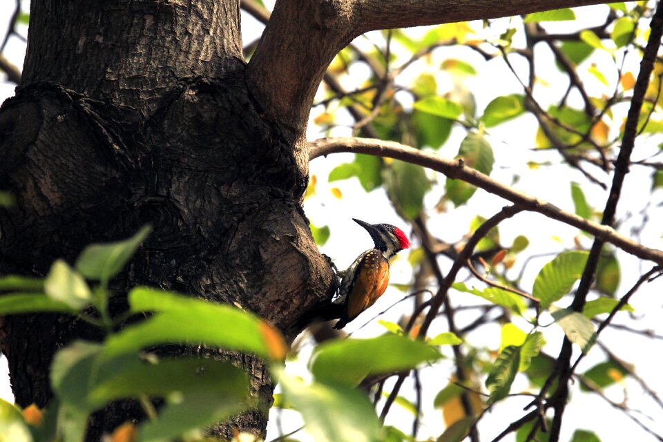 Bird colourful