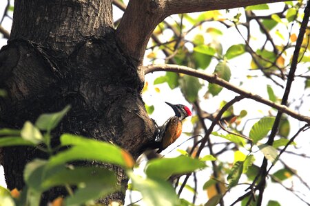 Bird colourful