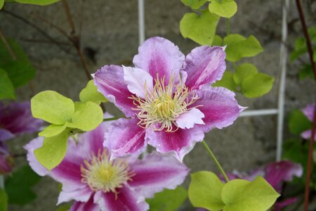 Flower clematis petals