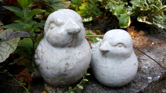Garden birds outdoor