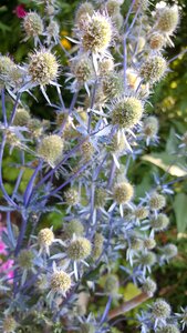 Plant garden outdoor