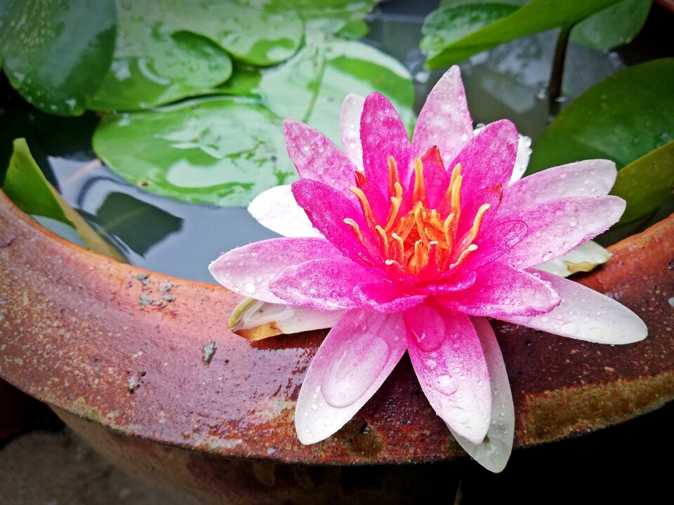 Pink lotus bloom leaves