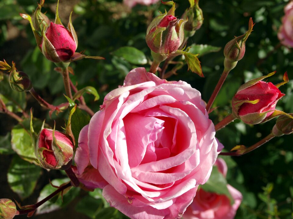 Botany garden pink