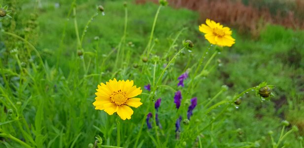 Petal garden beauty