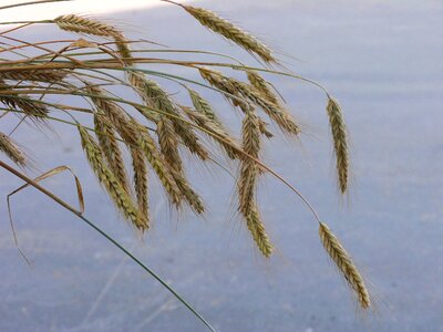 Agriculture grain plant
