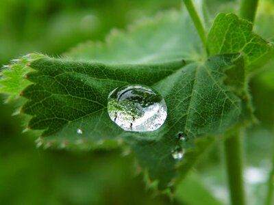 Wet drop of water liquid