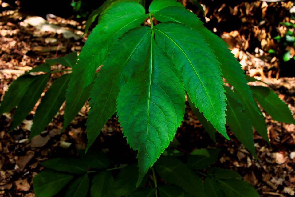 Green summer focused