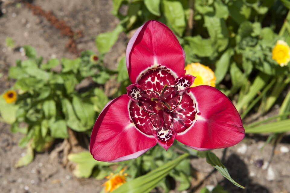 Red garden flower garden