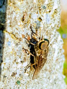 Fly bug