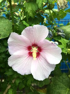 Bloom flower blossom