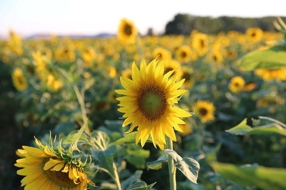 Sunflower provence light