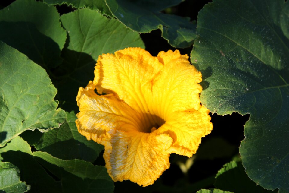 Zucchini flower zucchini flower