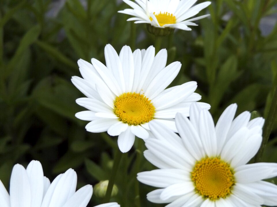Nature bloom summer