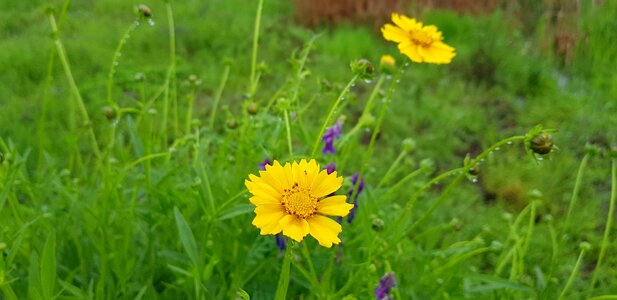 Petal garden beauty