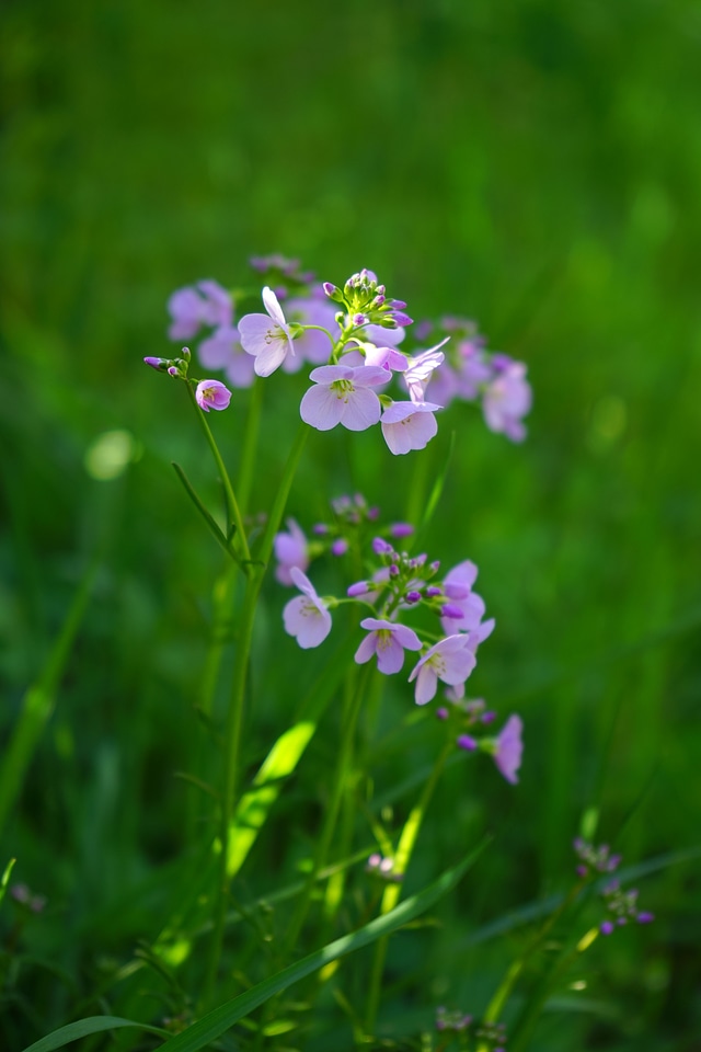 Purple card amines pratensis cardamine