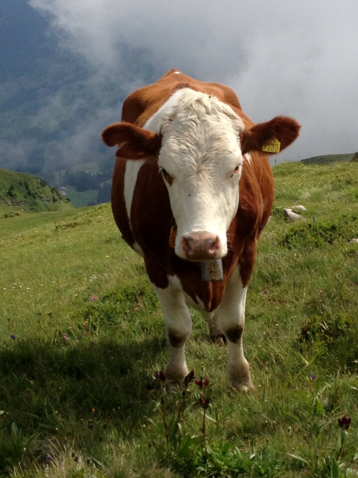 Animal livestock switzerland