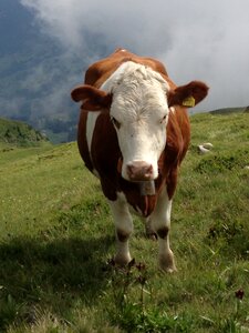 Animal livestock switzerland