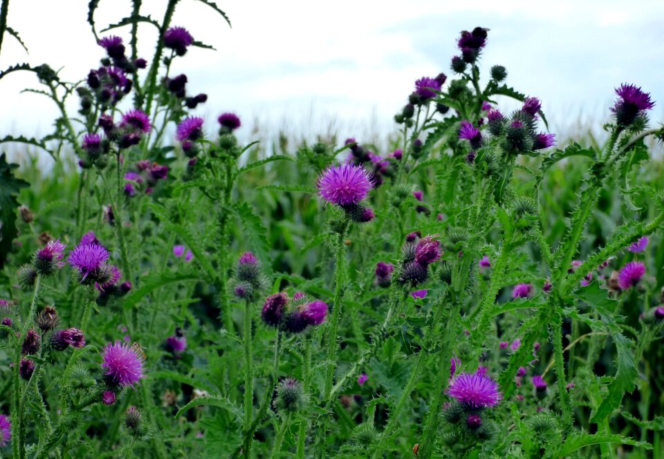 Nature summer prairie