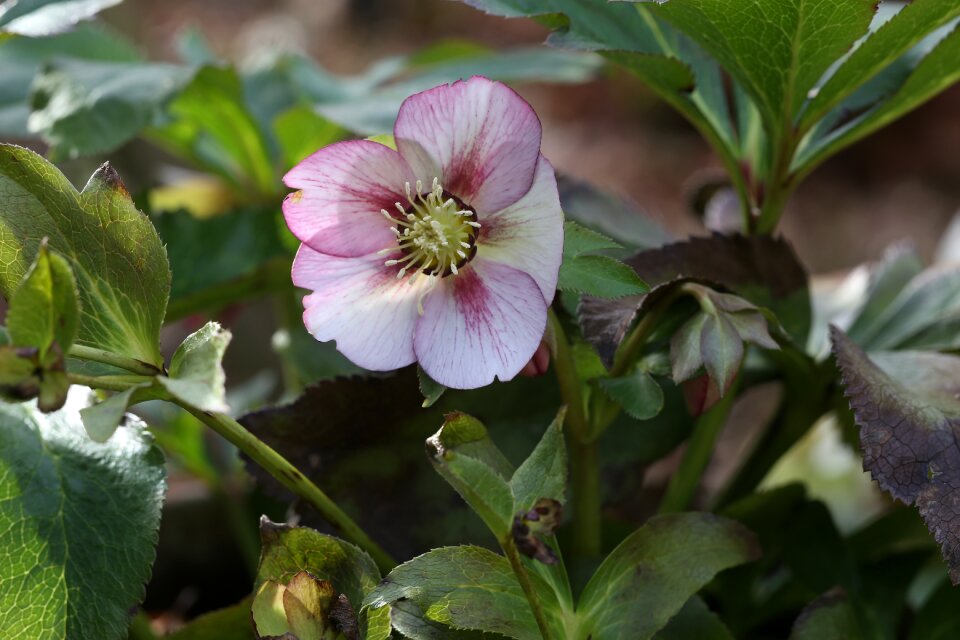 Christmas rose early bloomer winterblueher photo