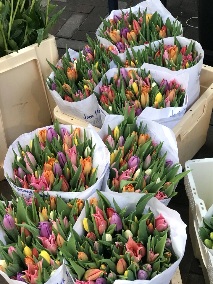 Amsterdam flowers tulips