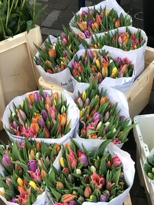 Amsterdam flowers tulips photo