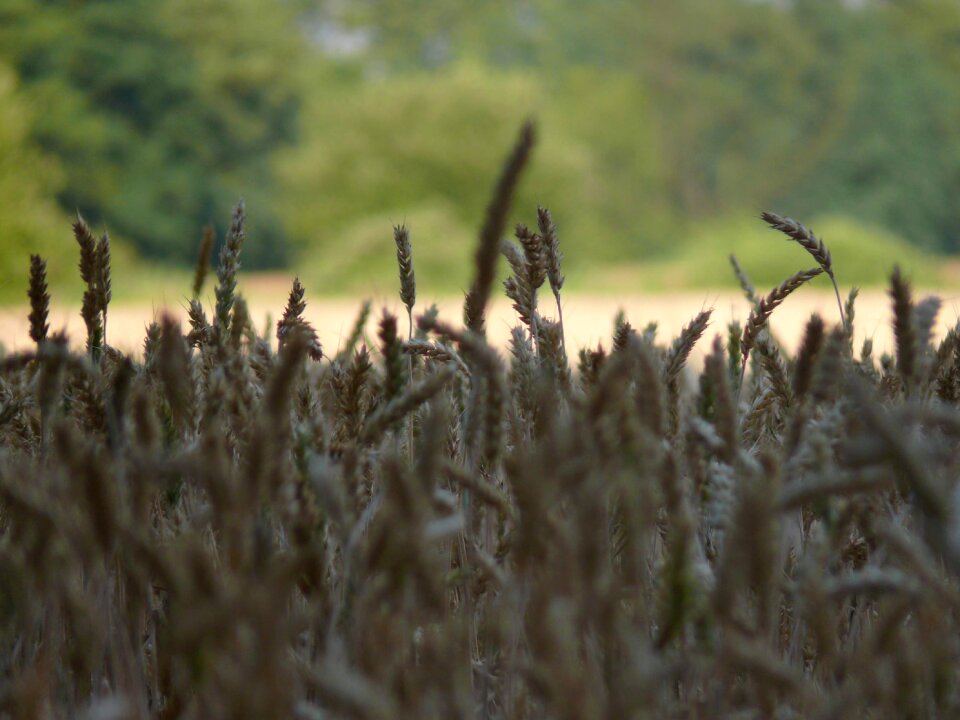 Grass field the ecclesia