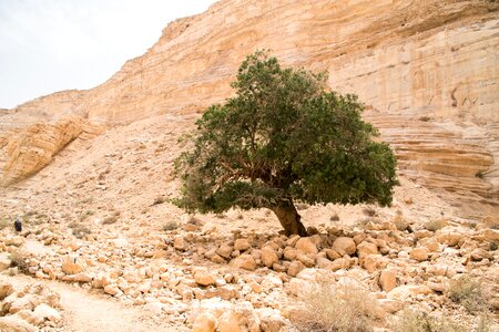 Israel desert tree photo