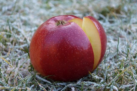 Winter apple healthy nutrition