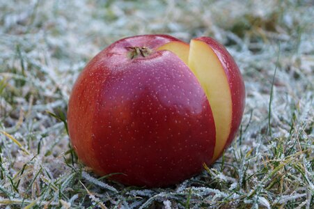 Winter apple healthy nutrition photo