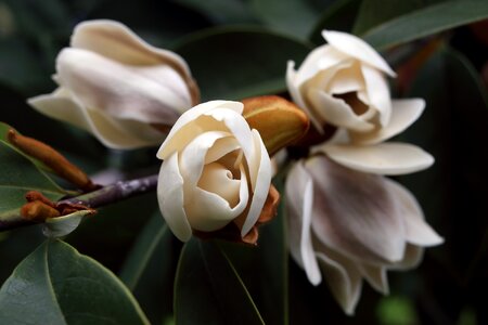 Blossom bloom spring