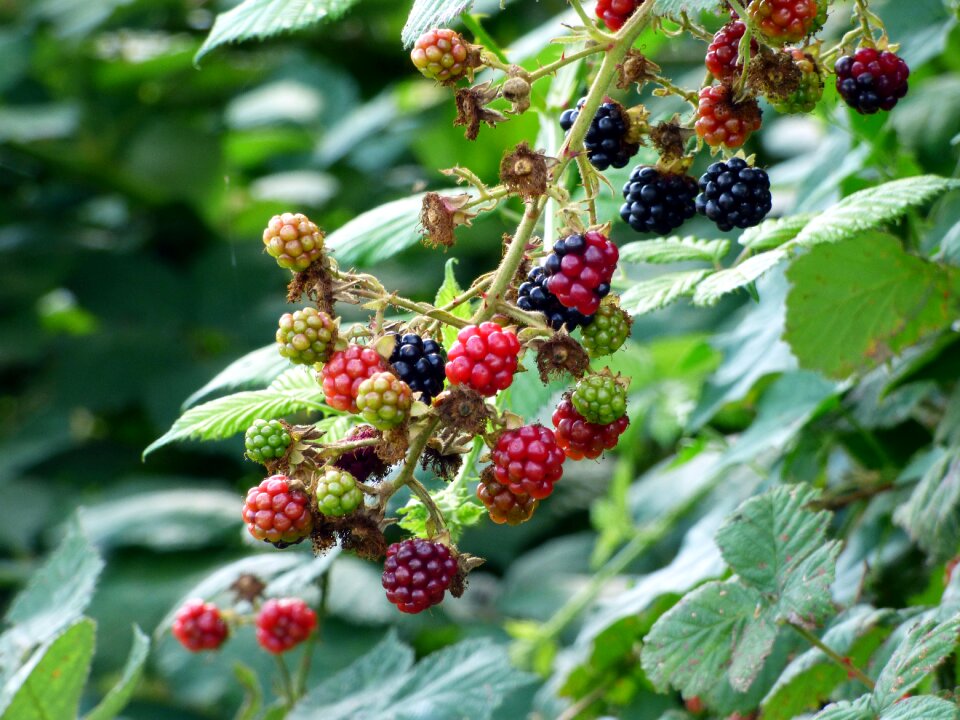 Fruit berries red