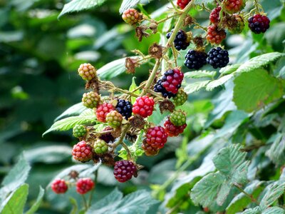 Fruit berries red