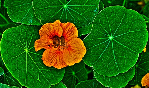 Leaves flower orange photo