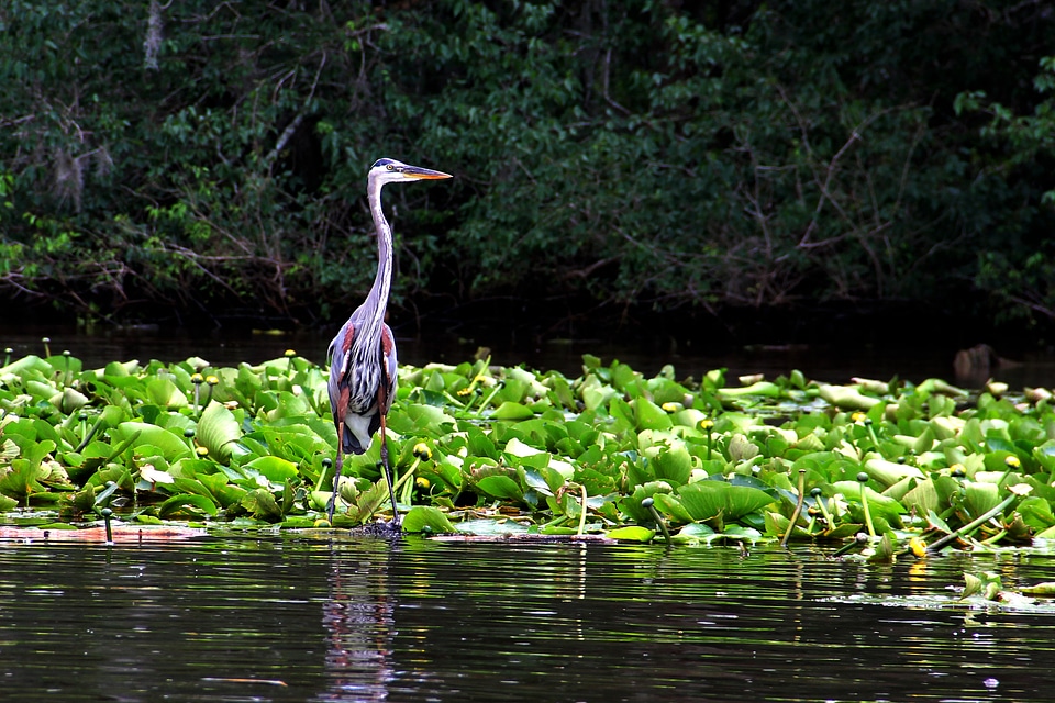 Gray blue louisiana