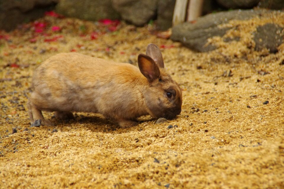 Animal hares wild