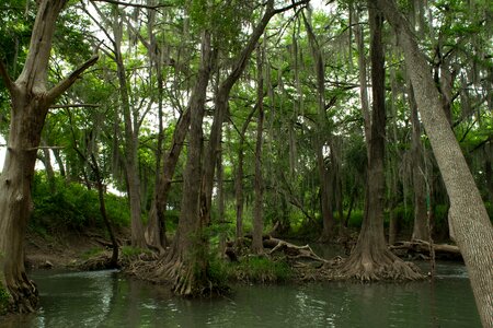 Southern trees moss