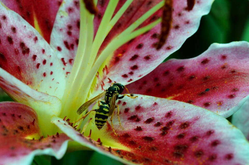 Close up flower nature