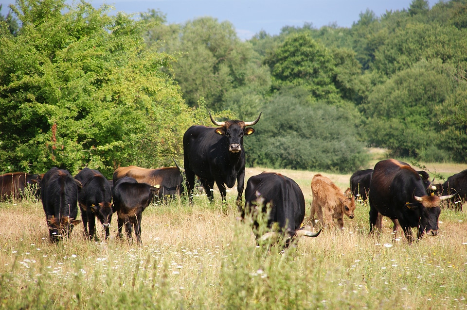 Beef animals meadow