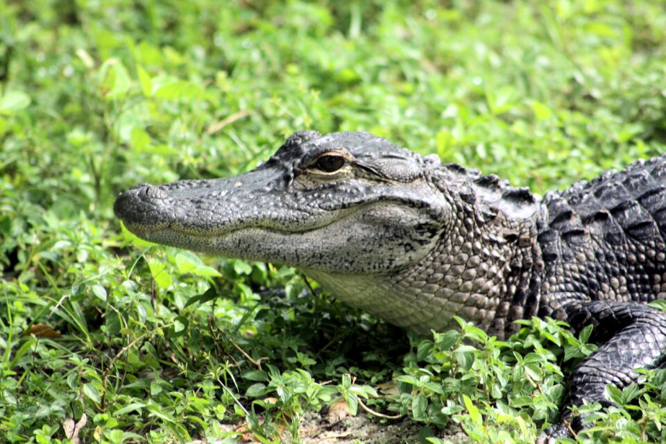 Everglades florida swamp