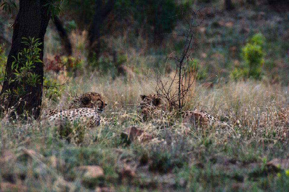 Nature wild africa