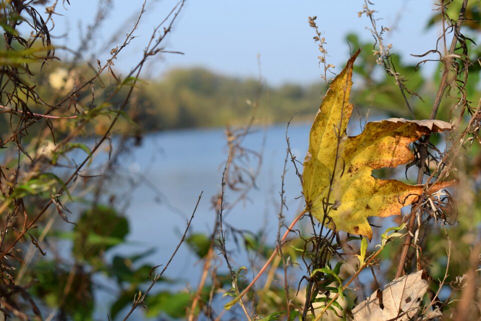 Leaf blue rest