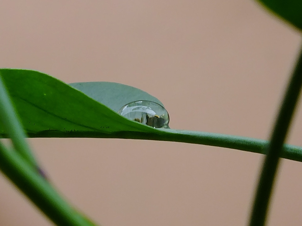 Drop of water drip green