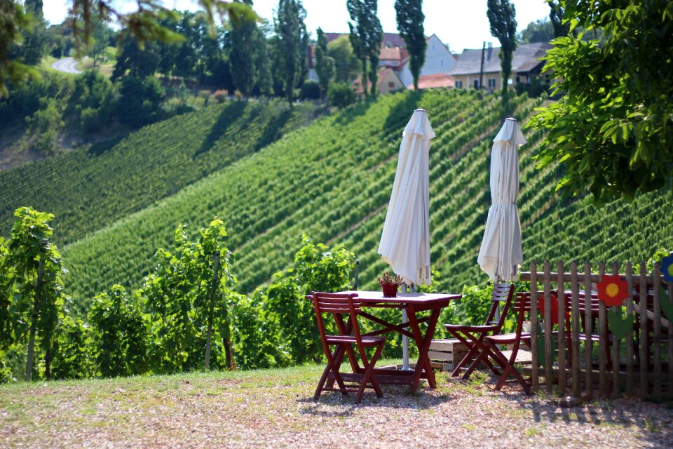 Break summer break vineyard