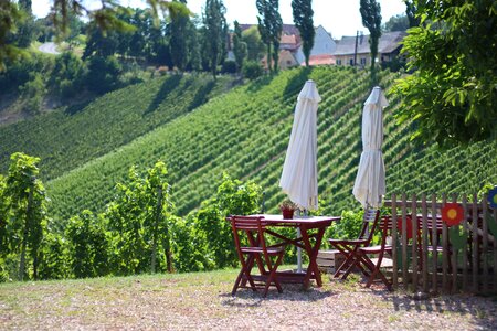 Break summer break vineyard